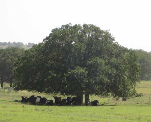 cow tree in a field